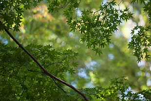 green tree photo