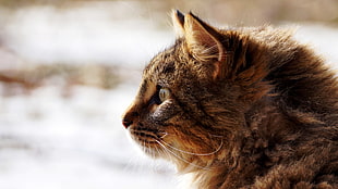 tilt lens shot of brown and orange mainecoon cat HD wallpaper