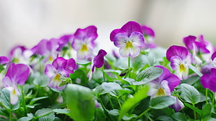 purple and white petal flower