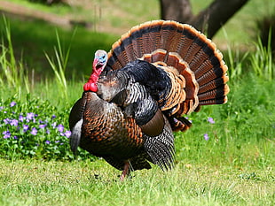 Turkey on grass