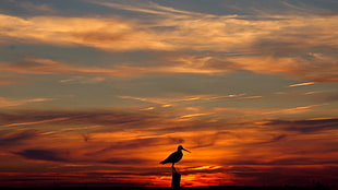 silhouette of a bird during golden hour