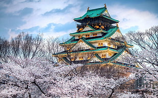 Pagoda during cherry blossom HD wallpaper
