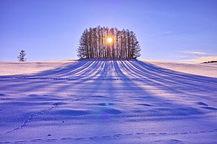 tree on snow, sunlight, trees, snow, landscape HD wallpaper