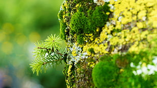 green leafed plant, leaves, moss, nature, foliage