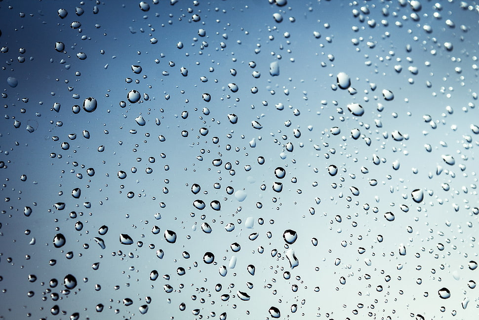 close up photography of raindrops HD wallpaper