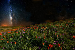 wide flower filed during starry night time HD wallpaper