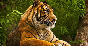 orange and black Tiger, tiger, trees, animals, wild cat HD wallpaper