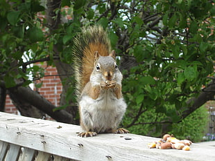 Squirrel eating nuts, red squirrel