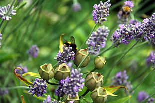 photography of purple flowers HD wallpaper