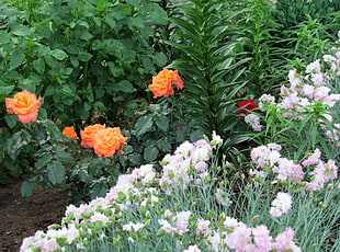 white, pink, and orange petaled flowers on dirt
