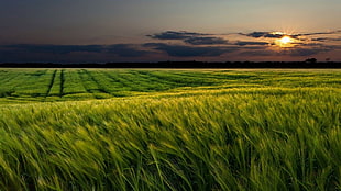 green farm, plains, landscape HD wallpaper