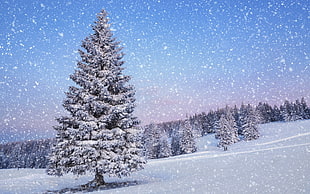 pine trees, winter HD wallpaper