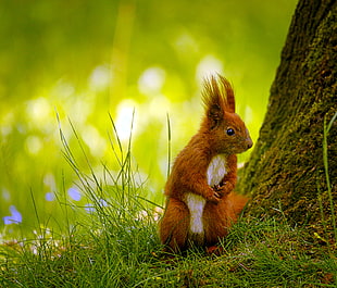 orange and white squirrel on green grass