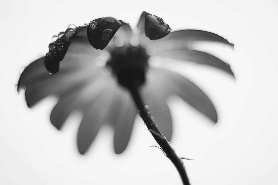 greyscale photo of white daisy flower in bloom HD wallpaper