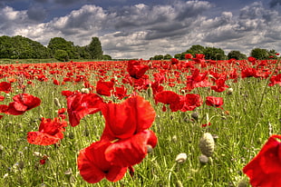 red Poppy flower field during daytime