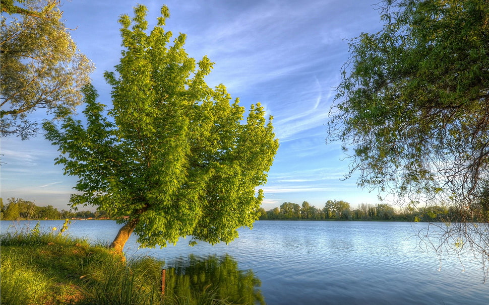 green trees near body of water painting, nature, landscape, lake, trees HD wallpaper