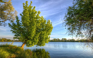 green trees near body of water painting, nature, landscape, lake, trees