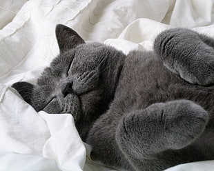 gray Persian cat