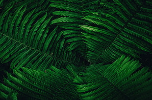 green leafs illustration, Plant, Leaves, Green HD wallpaper