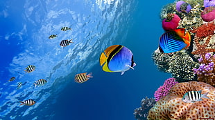 fishes wallpaper, nature, fish, underwater, photo manipulation HD wallpaper