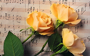 three yellow roses on music note HD wallpaper