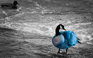 blue and black animal beside body of water