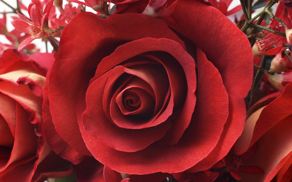 focus photo of red rose HD wallpaper