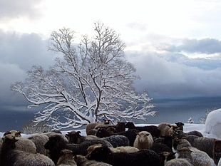 snow covered withered tree under cloudy sky