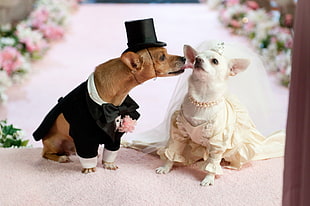white and brown dogs wearing groom and bridal dress