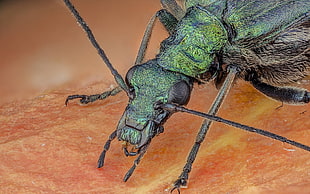 macro photo of green insect HD wallpaper