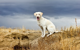 close-up photo of yellow Labrador Retriever under gray clouds during daytime