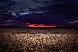 brown wheat field, sunset, nature, landscape, sky