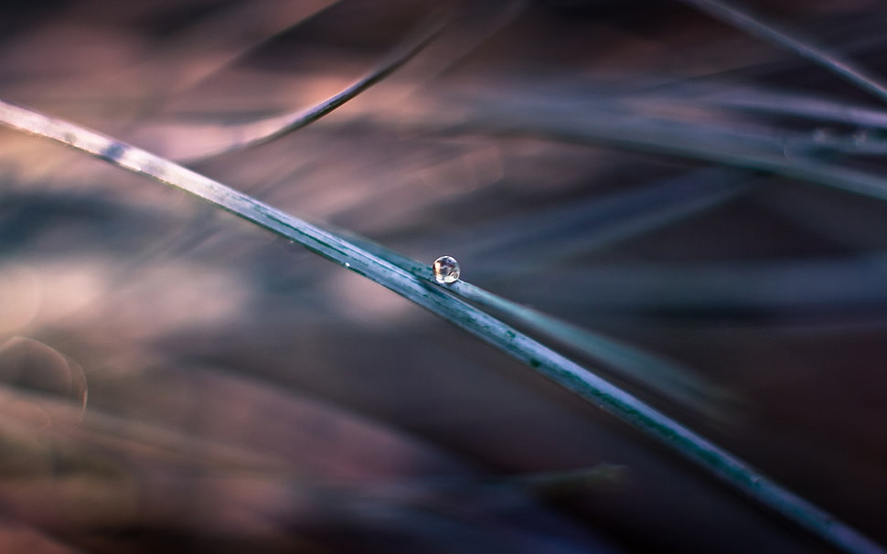 closeup HD wallpaper