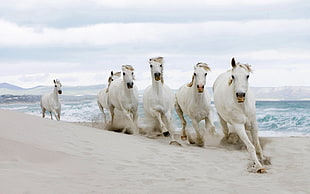 six white adult horses running on white sand beside sea water