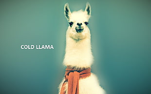 llama, animals, lama, llamas, abstract HD wallpaper
