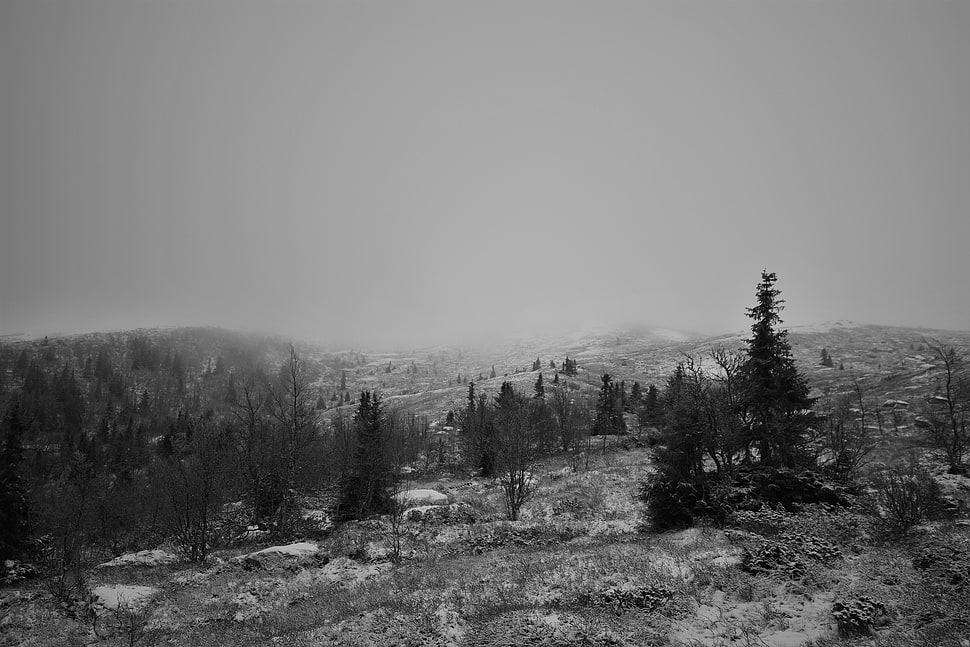 greyscale photo of mountain and trees, winter, fall, landscape, black HD wallpaper