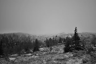 greyscale photo of mountain and trees, winter, fall, landscape, black