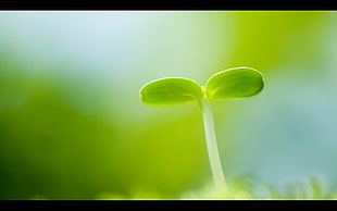 green plant, macro, plants HD wallpaper