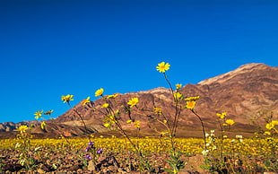 in Death, Death Valley, untitled, bloom HD wallpaper