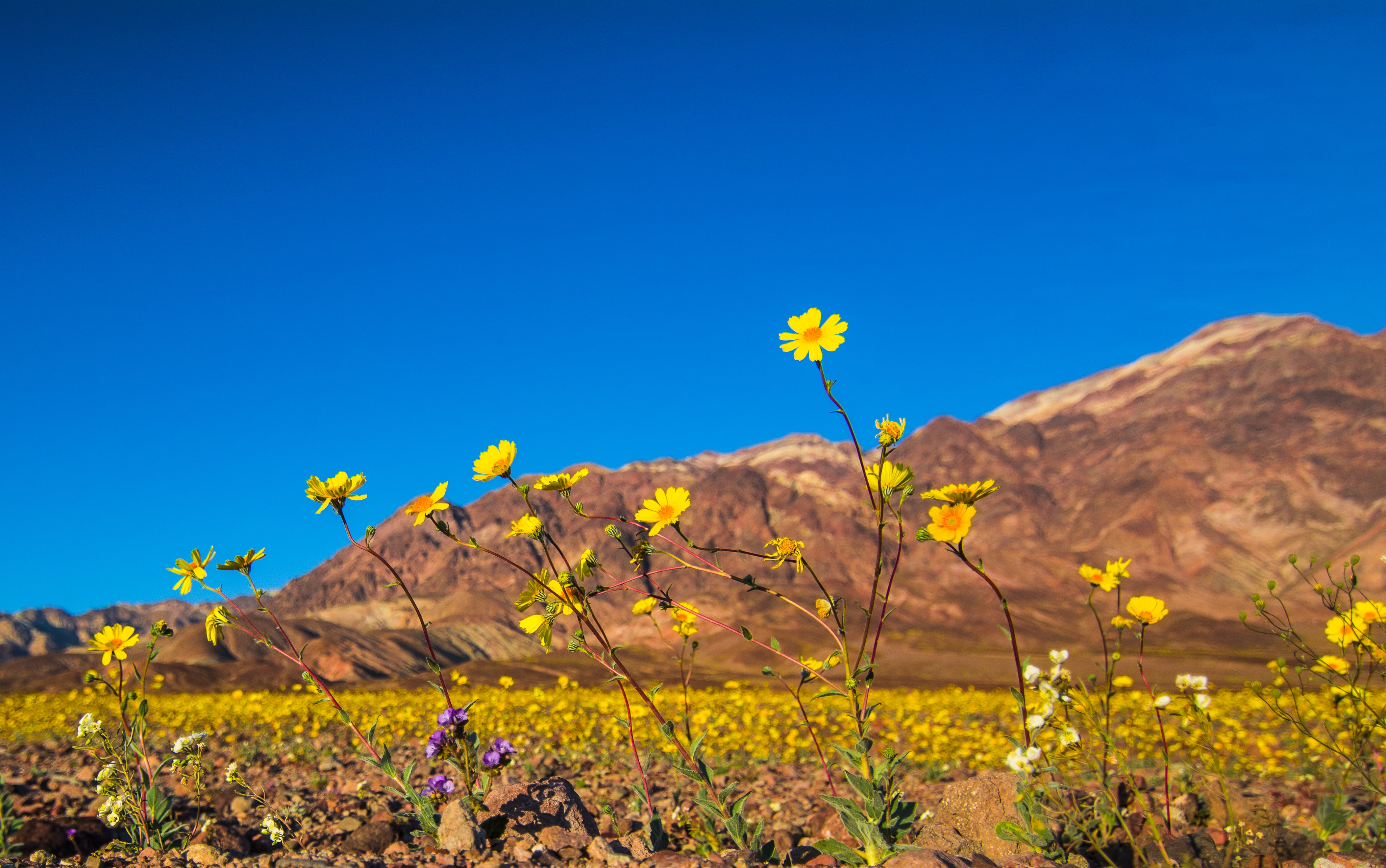 in Death, Death Valley, untitled, bloom