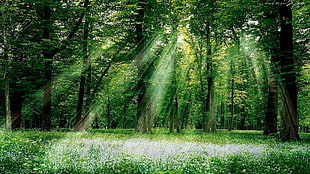 green leafed trees, forest, trees, sun rays HD wallpaper