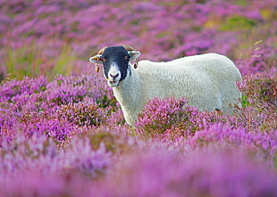 white and black sheep on purple flower field at daytime