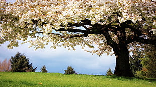 Cherry Blossoms tree on green grass field