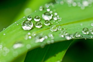 macro photo of water dew on green leaf