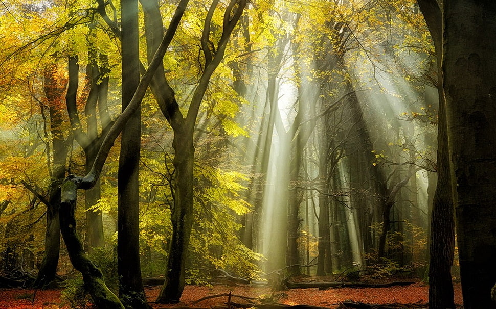 green leafed trees, nature, landscape, sunbeams, forest HD wallpaper