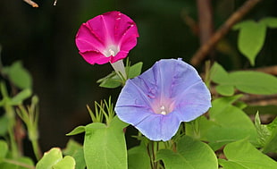 purple flowers closeup photography