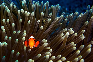 Nemo illustration, animals, fish, clownfish, sea anemones HD wallpaper