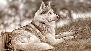 white and gray Siberian husky, Siberian Husky , dog, animals HD wallpaper