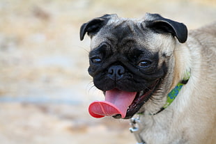 fawn pug puppy showing tongue at daytime