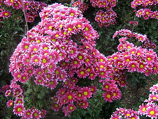 pink-and-yellow Daisy flower lot